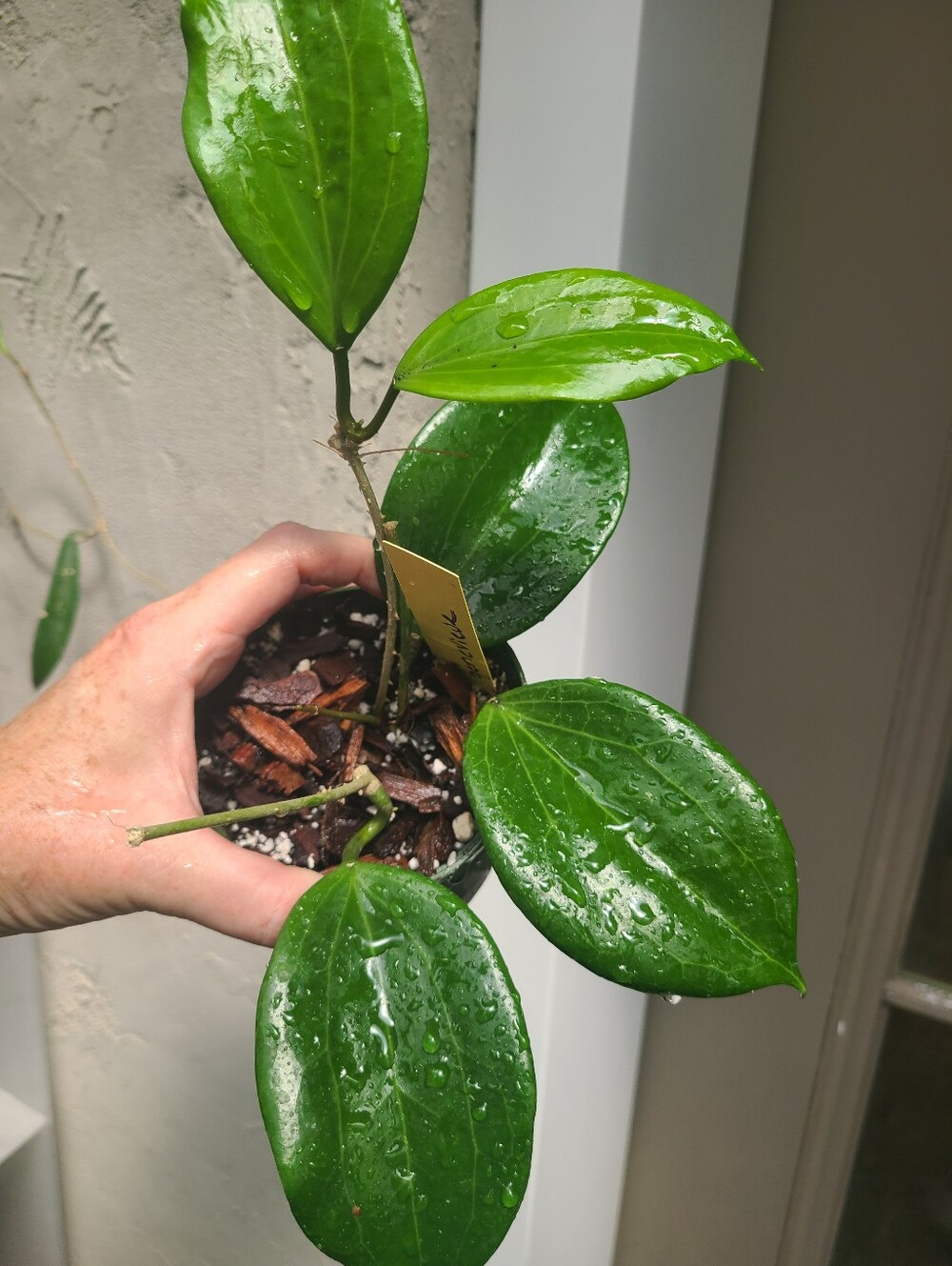 Hoya Genevieve New Leaves Emerging